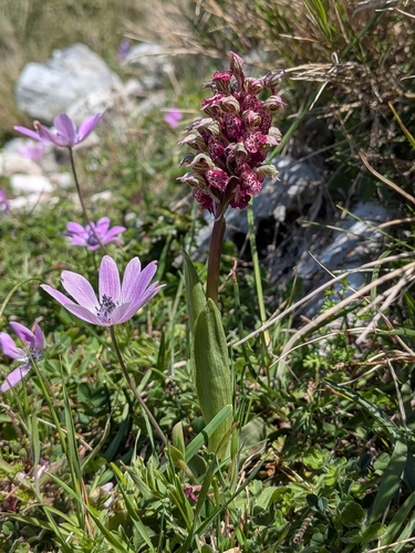 Milky Orchid (Neotinea lactea)