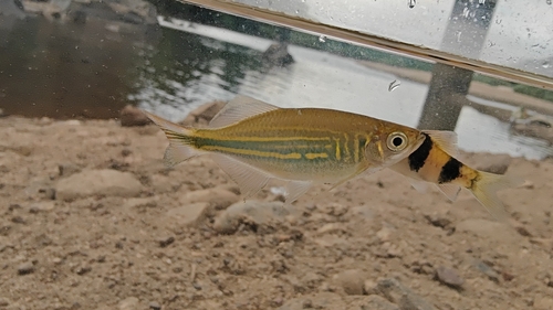 Giant danio (Devario malabaricus) — Cyprinidae