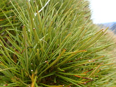 Olearia crosby-smithiana