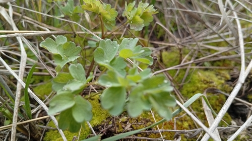 Lesser Meadow-Rue (Thalictrum minus)