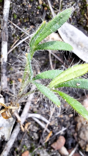 Heath Xanthosia (Xanthosia huegelii)