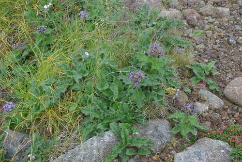 Saussurea yanagisawae iNat (2)