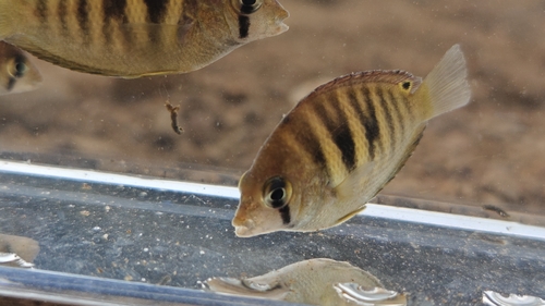 Canara pearlspot (Etroplus canarensis) — Cichlidae — 3