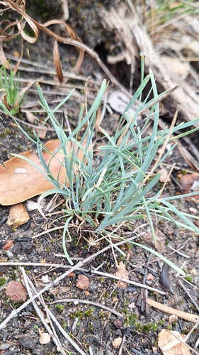 Lomandra nana, photograph 1