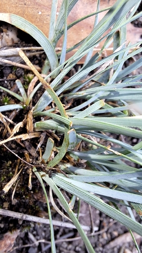 Lomandra nana, photograph 2