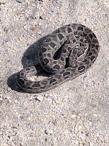 Berg Adder
