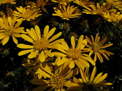 Hirpicium
