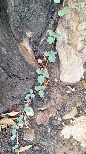Running Postman (Kennedia prostrata)