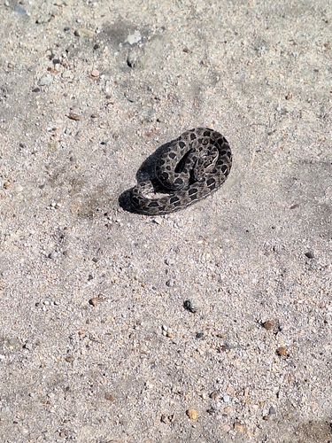 Berg Adder