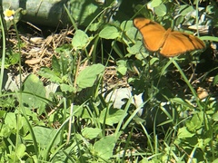 Dryas iulia iulia