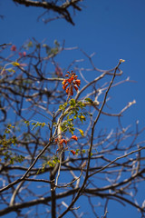 Erythrostemon exostemma