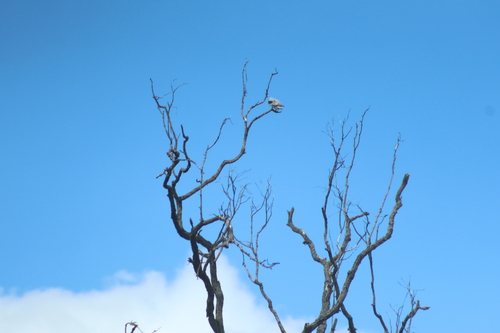 Black-shouldered Kite