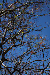 Erythrostemon exostemma