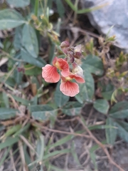 Macroptilium prostratum