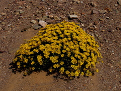 Hirpicium