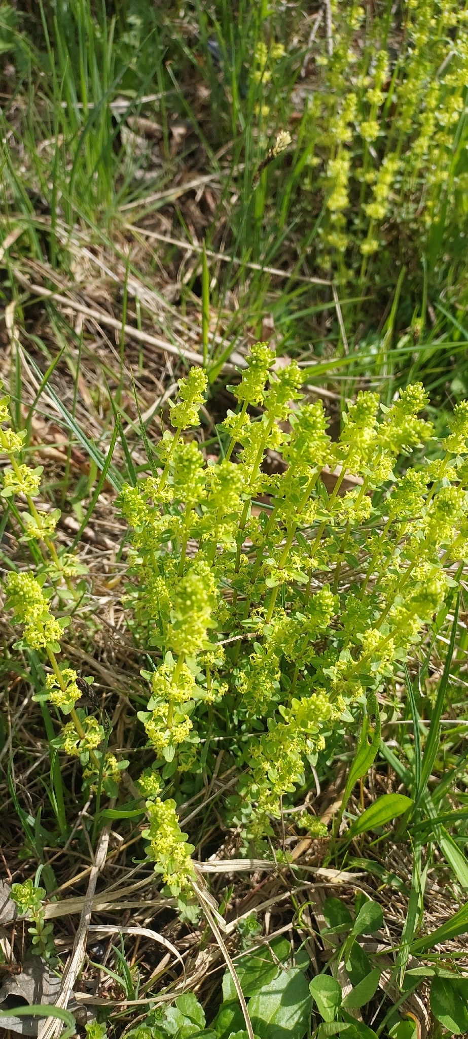Smooth Crosswort (Cruciata glabra)