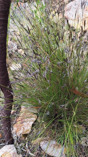 black rapier-sedge (Lepidosperma carphoides)