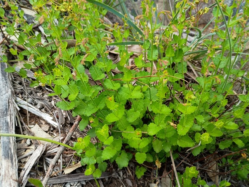 Broad-leaf Raspwort (Gonocarpus mezianus)