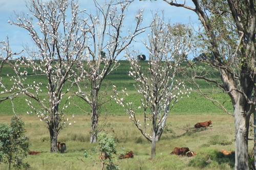 Little Corella
