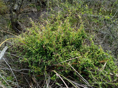 Orange Bell-climber (Marianthus bignoniaceus)