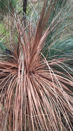 tufted grass-tree (Xanthorrhoea semiplana)