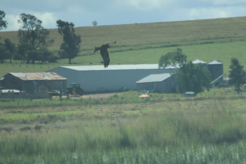 Black Kite