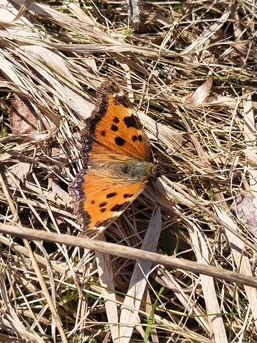 Scarce Tortoiseshell, 10105 Vilnius, Lietuva, photo 10 of 10