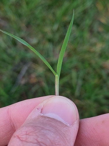 Yorkshire fog (Holcus lanatus)