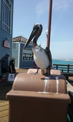 Pelecanus occidentalis