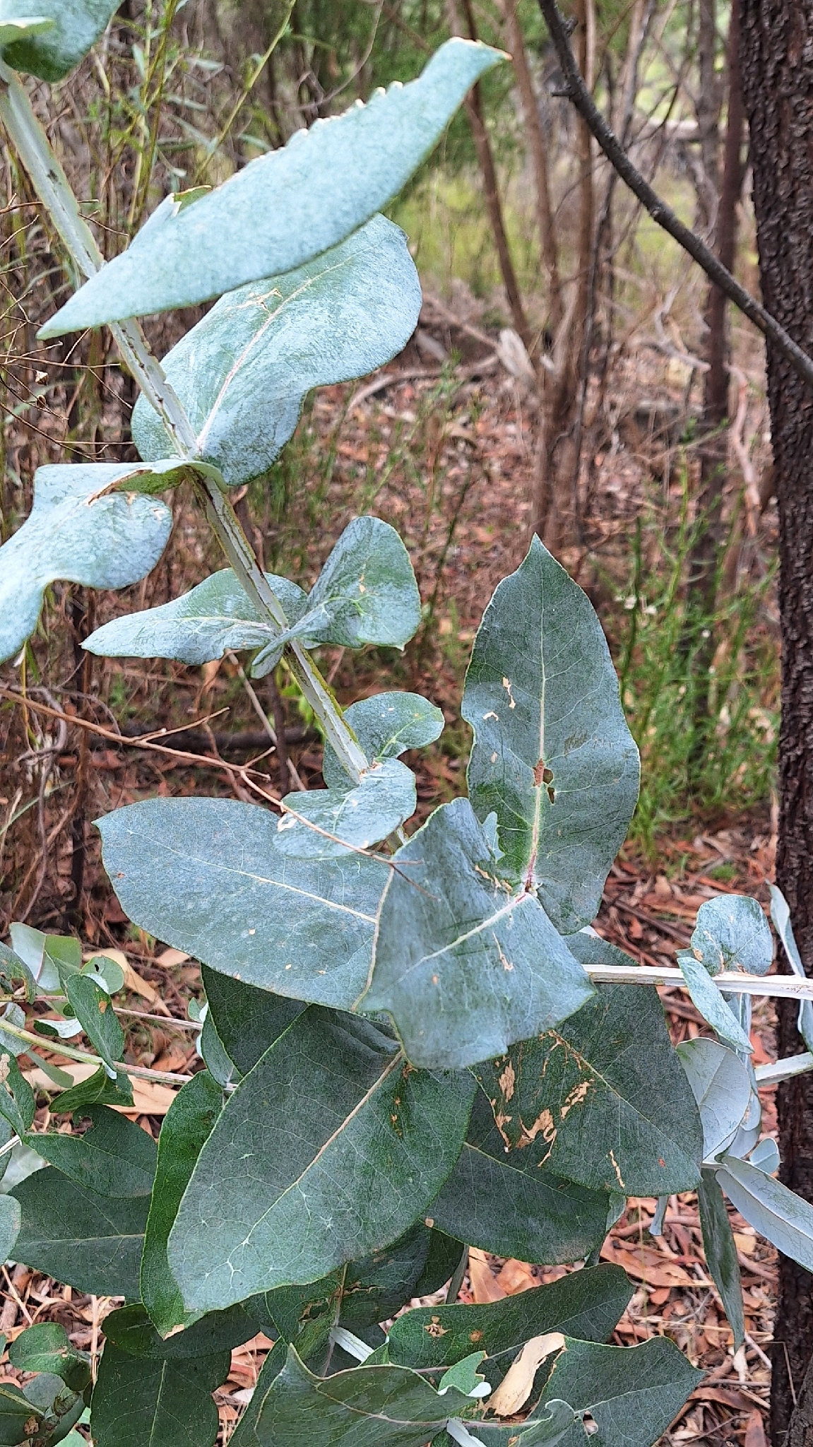 Tasmanian Blue Gum (Eucalyptus globulus)