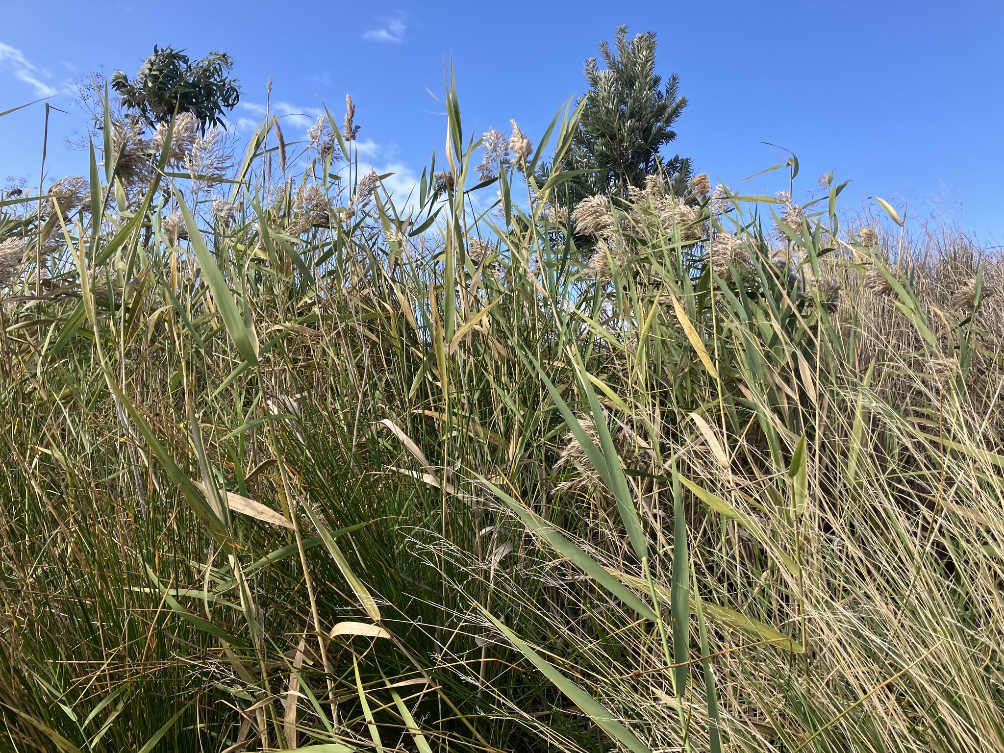 Common Reed (Phragmites australis)