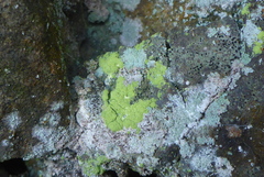 Psilolechia lucida