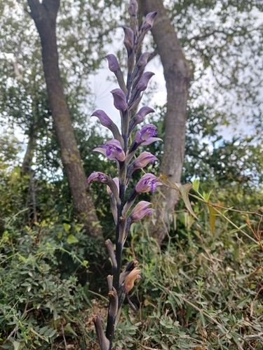 Violet Bird's-nest (Limodorum abortivum)