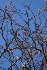 Erythrostemon exostemma