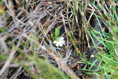 Scaevola hookeri observed 2026-04-07