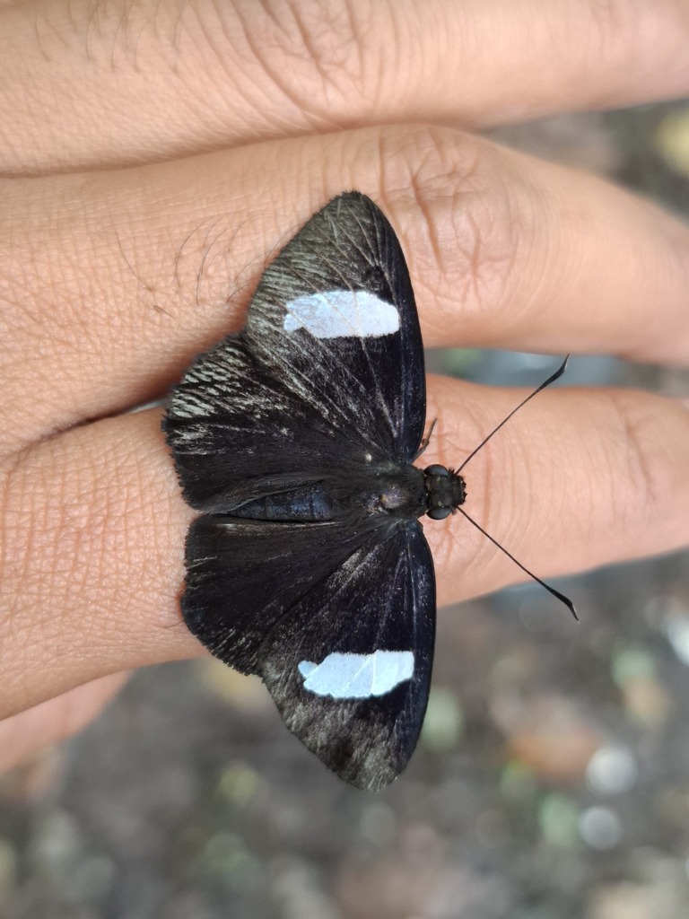 Celaenorrhinus ficulnea (Celaenorrhinus ficulnea)