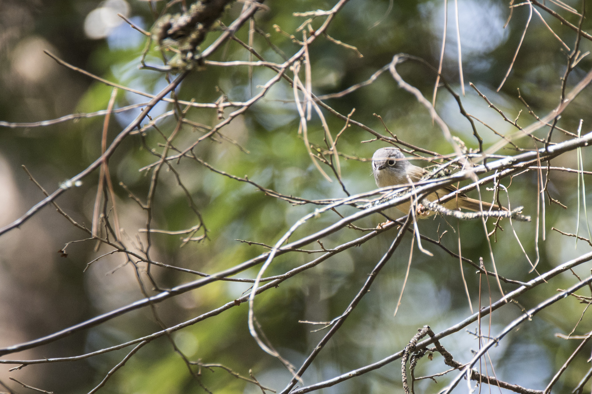 Grey-cheeked Fulvetta (Alcippe morrisonia), photo 9