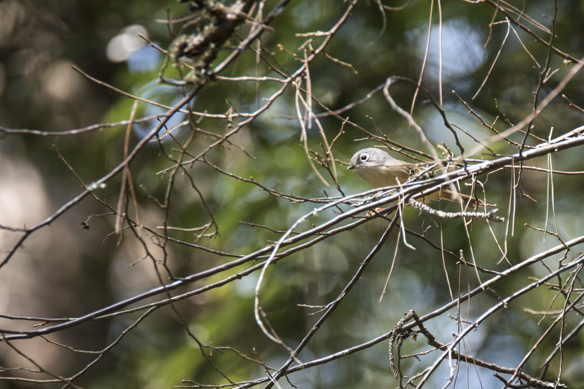 Grey-cheeked Fulvetta (Alcippe morrisonia), photo 8