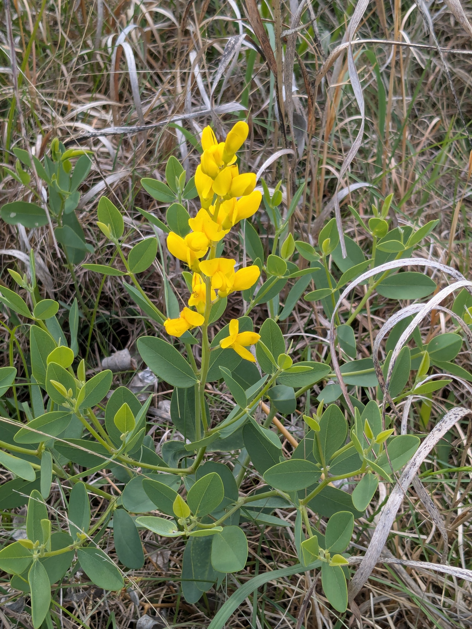 Yellow Wild Indigo (Baptisia sphaerocarpa)