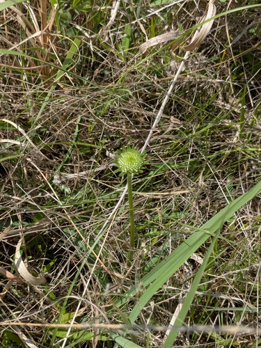 Barbara's-buttons (Marshallia caespitosa)