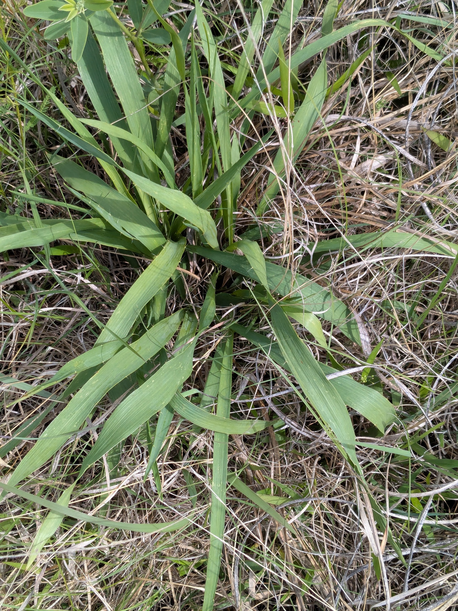 Button Eryngo (Eryngium yuccifolium)