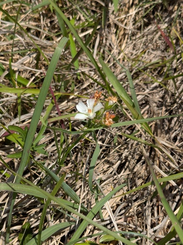 light poppymallow (Callirhoe alcaeoides)