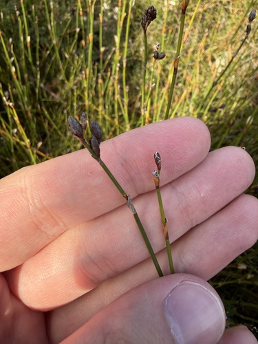 Chordifex hookeri, 2026-03-31