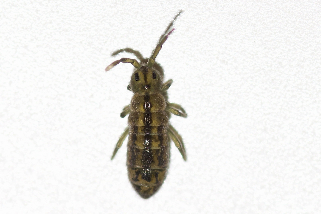Isotomurus tricolor