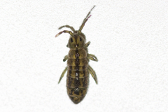 Isotomurus tricolor