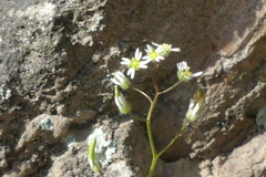 Draba verna