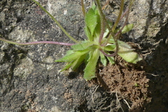 Draba verna