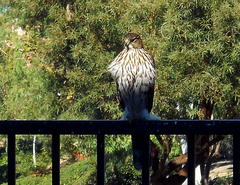 Accipiter cooperii