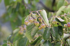 Vallea stipularis, photograph author not stated, no rights reserved