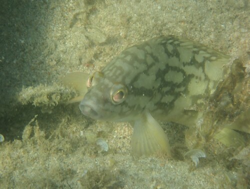 Epinephelus erythrurus observed 2026-02-15
